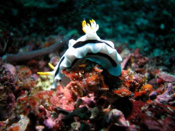 Black & White Nudi - taken at Malapascua, whilst waiting ... by Renny Yien 
